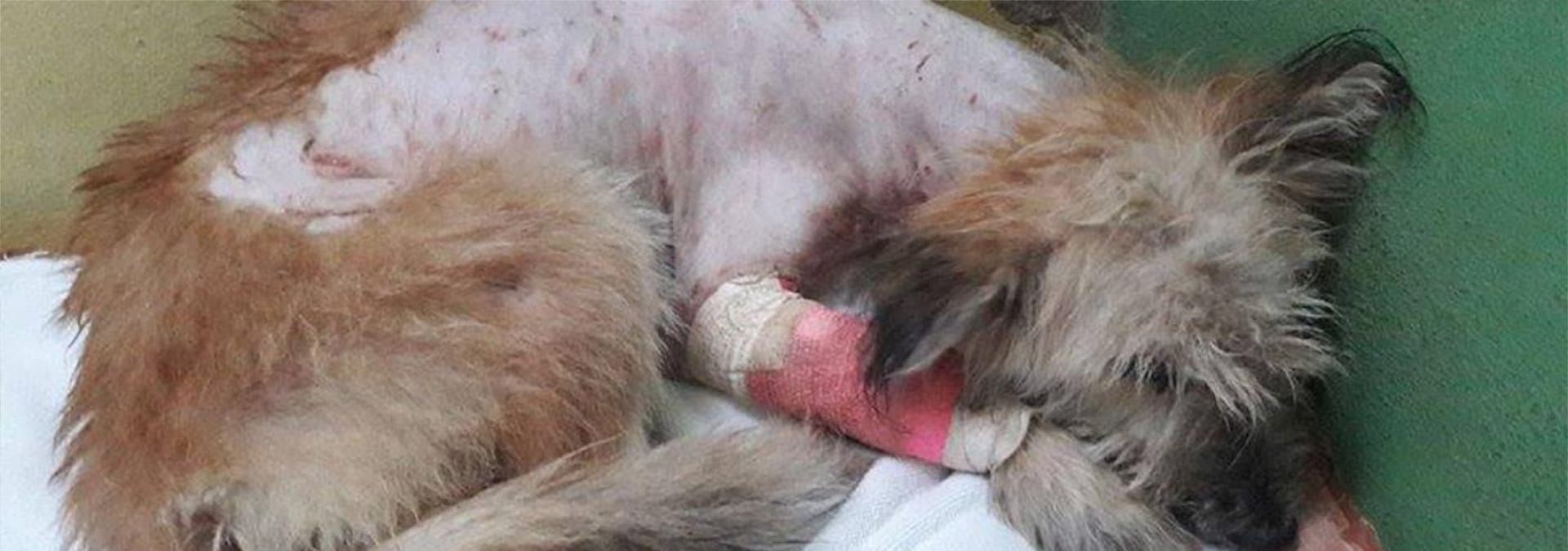 WVS Care for Dogs shelter
