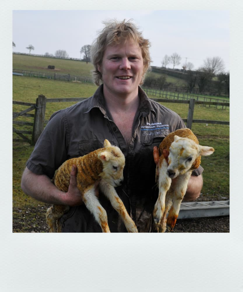 Lambing Season, Dorset